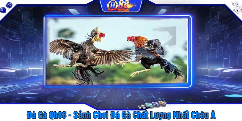 Đá Gà Qh88 - Sảnh Chơi Đá Gà Chất Lượng Nhất Châu Á