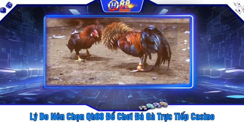 Lý Do Nên Chọn Qh88 Để Chơi Đá Gà Trực Tiếp Casino